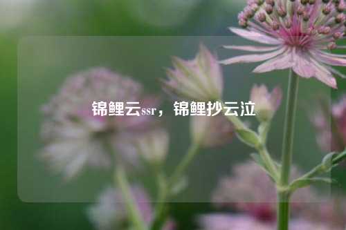 锦鲤云ssr，锦鲤抄云泣