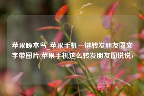 苹果啄木鸟_苹果手机一键转发朋友圈文字带图片(苹果手机这么转发朋友圈说说)